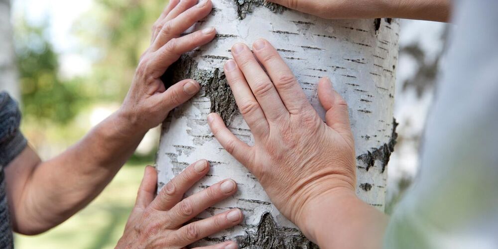 Zwei paar Hände die sich auf den Stamm eines Birkenbaumes legen. 